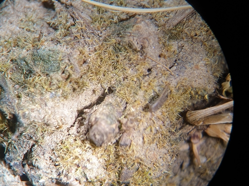 Image of Millimetre Moss by no rights reserved