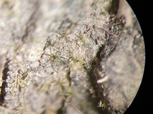 Image of Millimetre Moss by no rights reserved