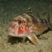 Striped Red Mullet - Photo (c) Ç. Soyer, some rights reserved (CC BY-NC), uploaded by Ç. Soyer