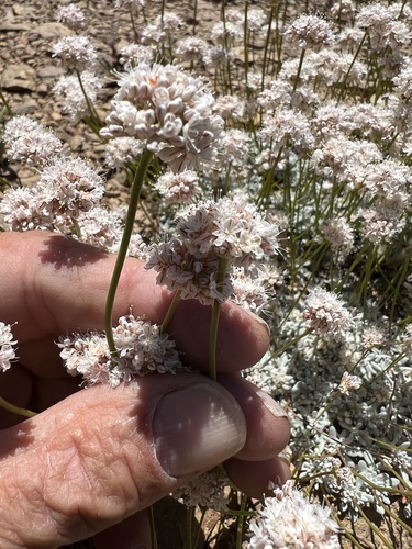 Image of Eriogonum kennedyi by (c) Steve Matson, some rights reserved (CC BY)
