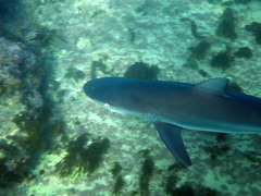 Carcharhinus obscurus
