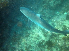 Carcharhinus obscurus