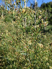 Erigeron floribundus