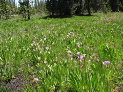 Dodecatheon