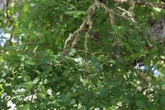 Quercus × macdonaldii