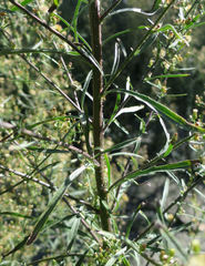 Erigeron floribundus