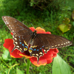 Papilio polyxenes stabilis