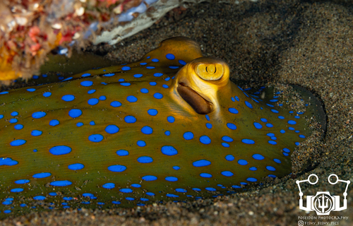 Blue-spotted Ribbontail Ray