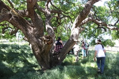 Quercus × macdonaldii