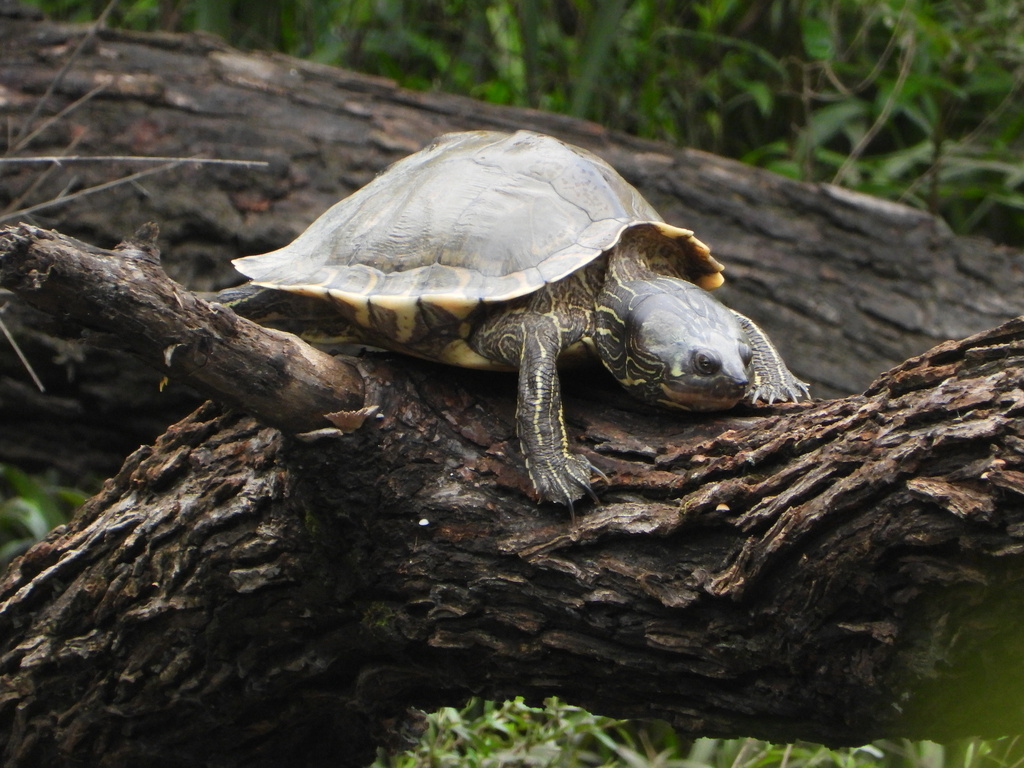 Escambia Map Turtle in July 2021 by diomedea_exulans_li · iNaturalist