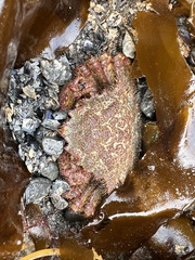 Telmessus cheiragonus image