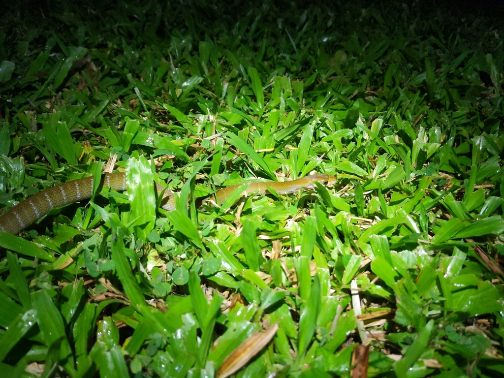 Reddish Rat Snake from Rizal, PH-LG, PH on January 21, 2024 at 10:57 PM ...