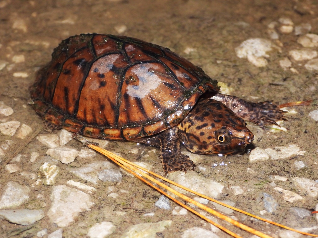 Intermediate Musk Turtle in July 2021 by diomedea_exulans_li · iNaturalist