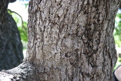 Quercus × macdonaldii