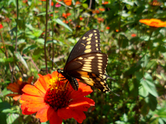 Papilio polyxenes stabilis