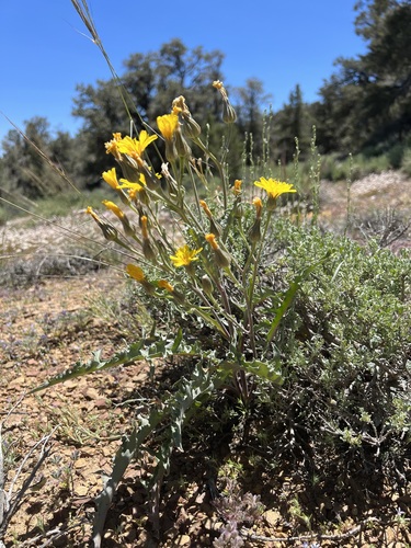 Image of Crepis occidentalis by (c) Steve Matson, some rights reserved (CC BY)