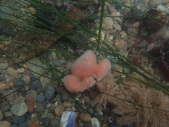 Cystodytes lobatus