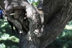 Quercus × macdonaldii