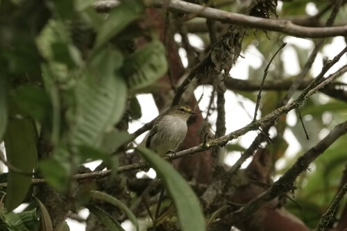 Choco Tyrannulet (Zimmerius albigularis), photo 6
