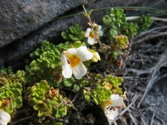Euphrasia laingii