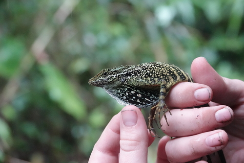 Dracula Anole