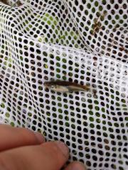 Fundulus dispar