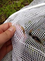 Palaemon kadiakensis