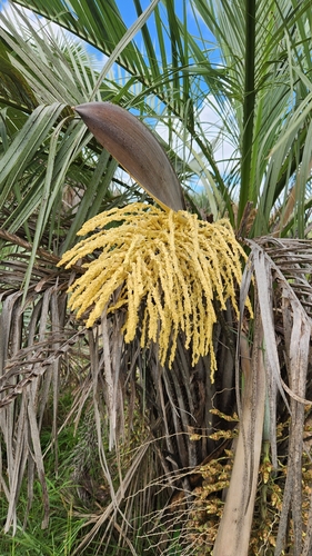 Image of Butia yatay by no rights reserved