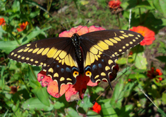 Papilio polyxenes stabilis
