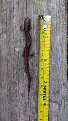 Pseudoeurycea leprosa