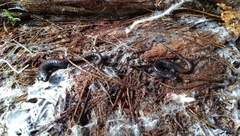 Pseudoeurycea leprosa