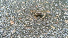 Nanhaipotamon formosanum