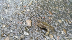 Nanhaipotamon formosanum