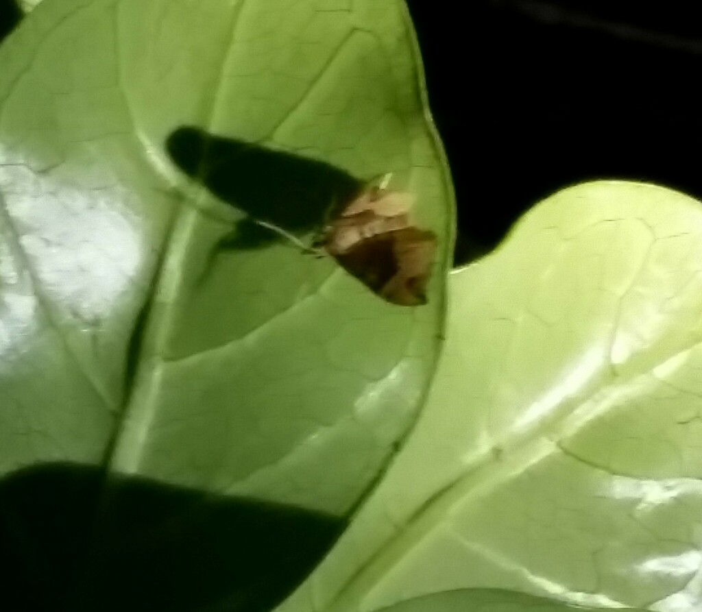 Geometer Moths From Site D On January 17 2024 At 10 56 PM By Rowan   Large 