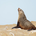 Brown Fur Seal - Photo (c) Leo, some rights reserved (CC BY-NC-SA)