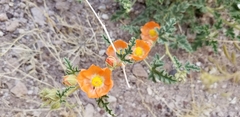 Sphaeralcea hastulata