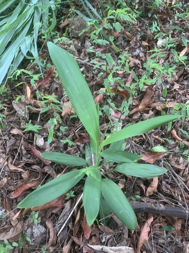 Foto de Dracena