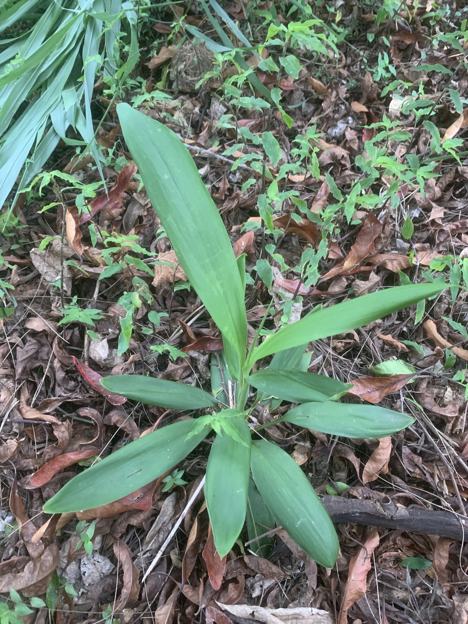 Imagem de Dracena