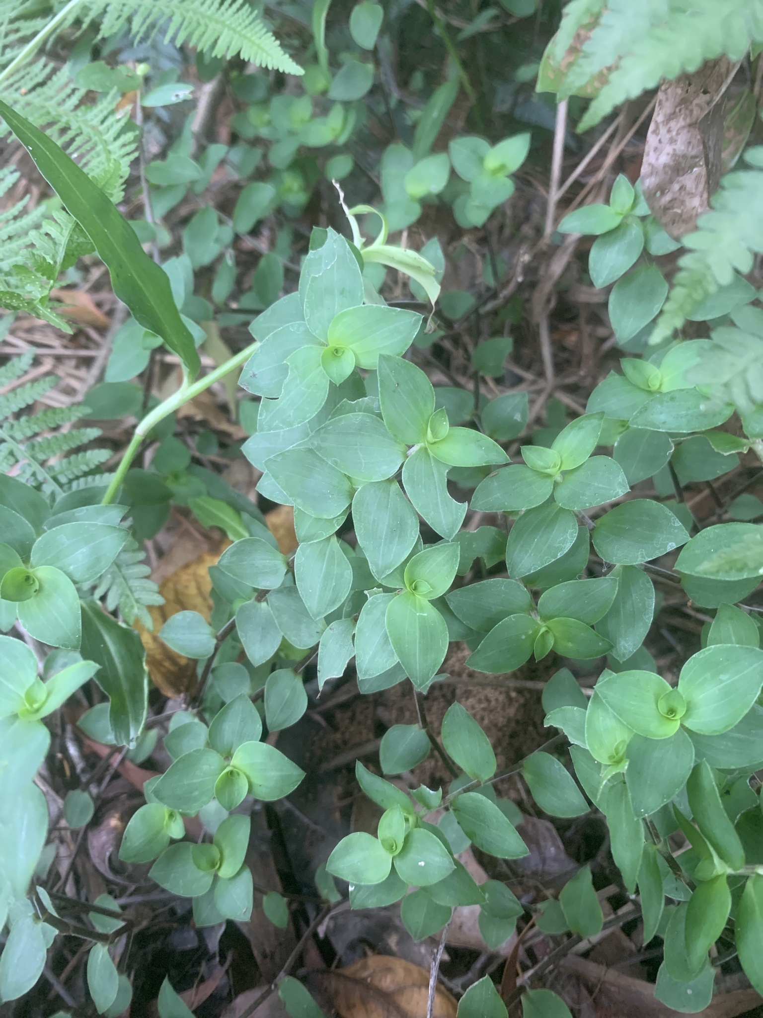 Imagem de Tradescantia-nanica