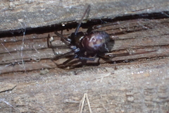Steatoda grossa