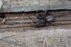 Steatoda grossa