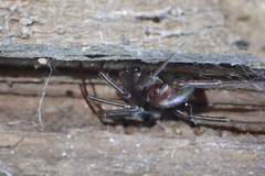 Steatoda grossa