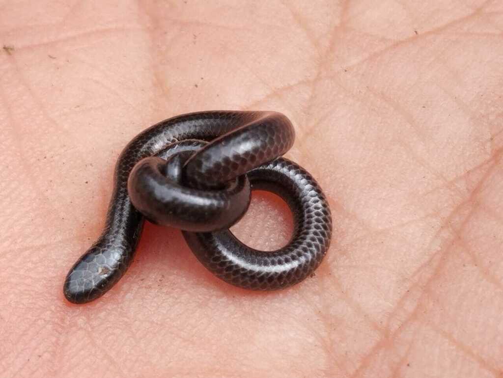 Tschudi's Blind Snake