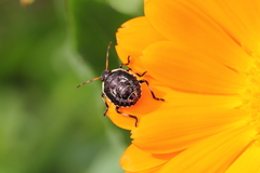 Cermatulus nasalis nasalis