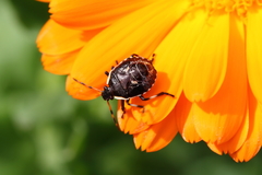 Cermatulus nasalis nasalis