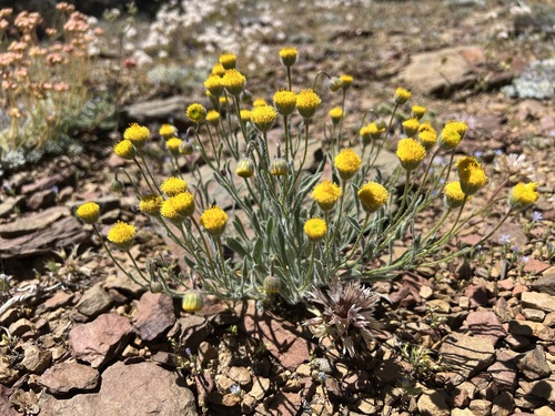 Image of Erigeron aphanactis by (c) Steve Matson, some rights reserved (CC BY)