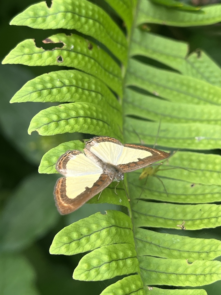 Synargis dirca
