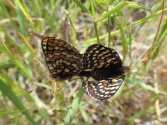 Euphydryas editha bayensis