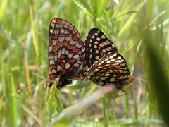 Euphydryas editha bayensis