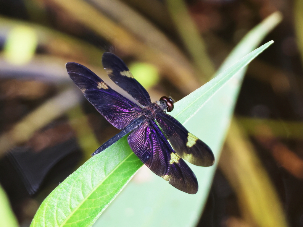 Zircon Flutterer from Cairns QLD, Australia on January 24, 2024 at 09: ...